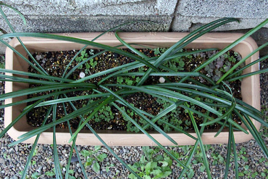 f:id:takahikonojima:20151227082835j:plain