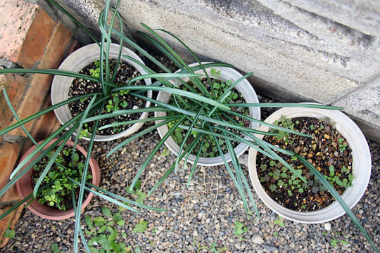 f:id:takahikonojima:20151227082901j:plain