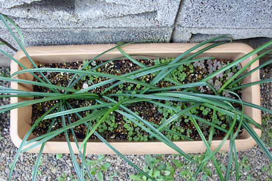 f:id:takahikonojima:20151227082907j:plain