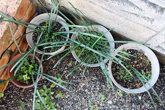 f:id:takahikonojima:20151227083304j:plain