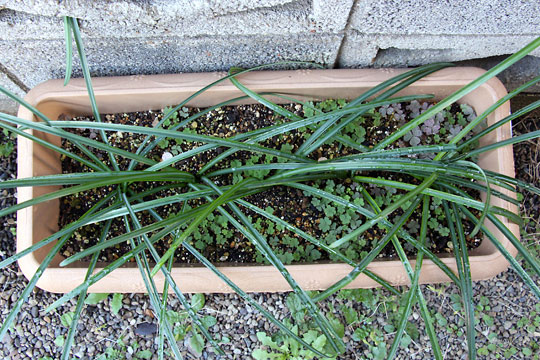 f:id:takahikonojima:20151227083309j:plain