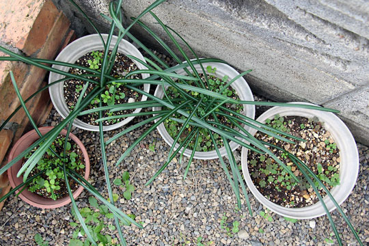 f:id:takahikonojima:20151227083322j:plain