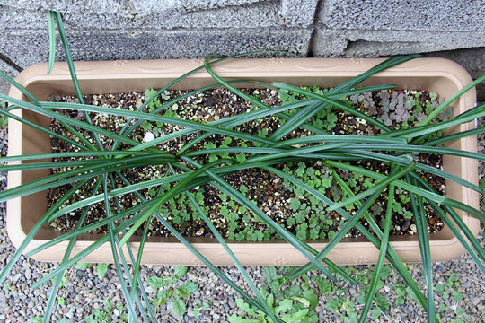 f:id:takahikonojima:20151227083326j:plain