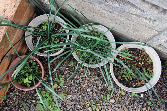 f:id:takahikonojima:20151227083354j:plain