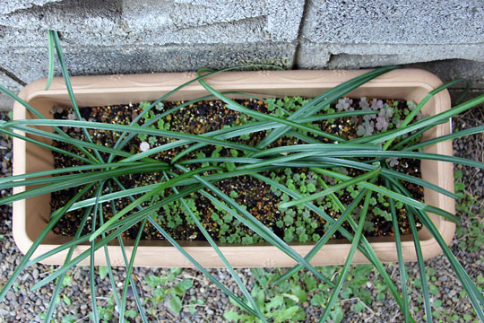 f:id:takahikonojima:20151227083359j:plain