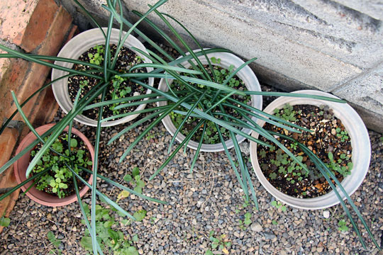 f:id:takahikonojima:20151227083406j:plain