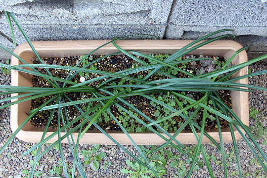 f:id:takahikonojima:20151227083410j:plain