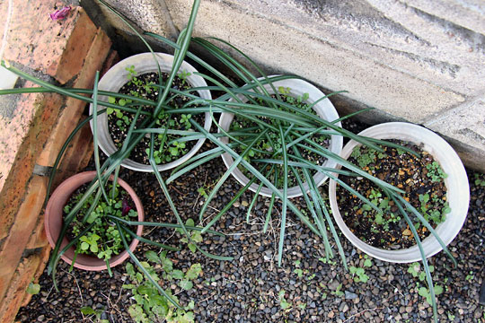 f:id:takahikonojima:20160206102252j:plain