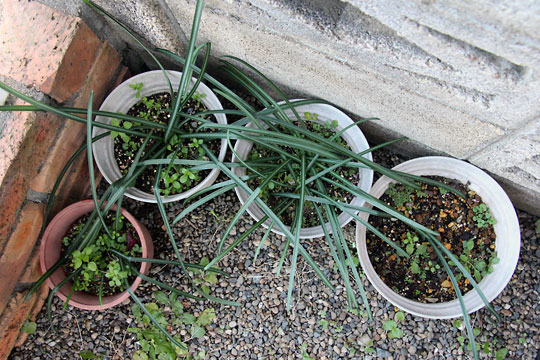 f:id:takahikonojima:20160206102321j:plain