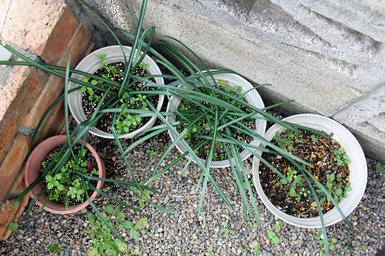 f:id:takahikonojima:20160206102332j:plain