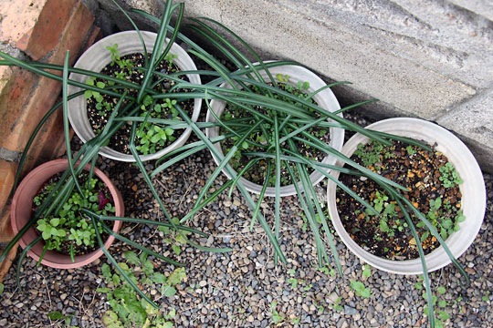 f:id:takahikonojima:20160206102344j:plain