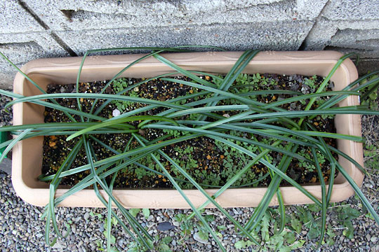 f:id:takahikonojima:20160206102403j:plain