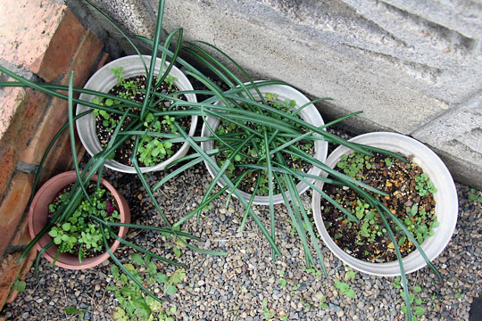 f:id:takahikonojima:20160206102409j:plain