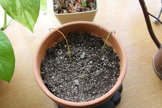 f:id:takahikonojima:20160206102501j:plain