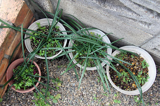 f:id:takahikonojima:20160214102227j:plain