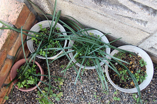 f:id:takahikonojima:20160214102241j:plain