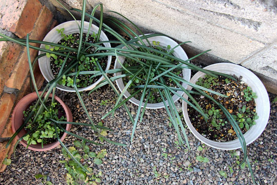 f:id:takahikonojima:20160214102257j:plain