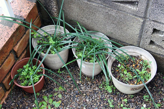 f:id:takahikonojima:20160228094006j:plain