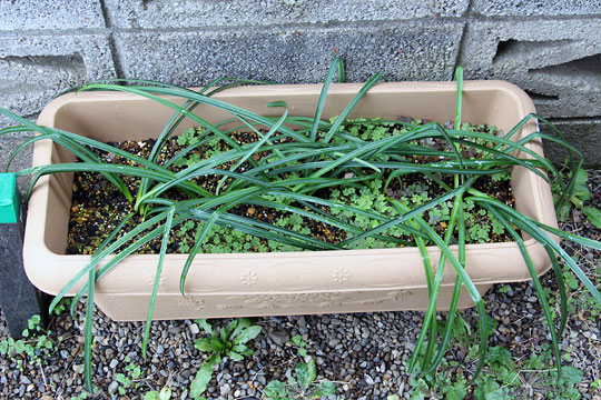 f:id:takahikonojima:20160228094106j:plain