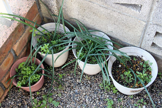 f:id:takahikonojima:20160228094116j:plain