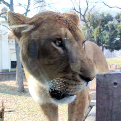 f:id:takahikonojima:20160229011320j:plain