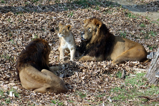 f:id:takahikonojima:20160229011359j:plain