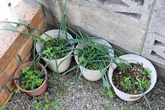 f:id:takahikonojima:20160306181303j:plain