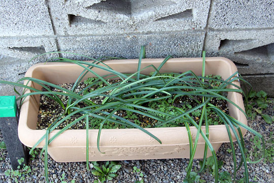 f:id:takahikonojima:20160306181359j:plain