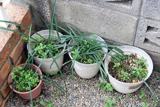 f:id:takahikonojima:20160306181413j:plain