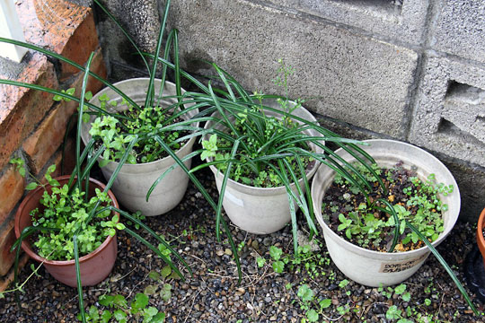 f:id:takahikonojima:20160318173049j:plain