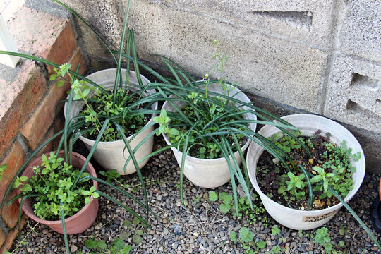 f:id:takahikonojima:20160318173141j:plain