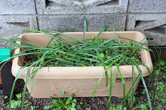 f:id:takahikonojima:20160319110359j:plain