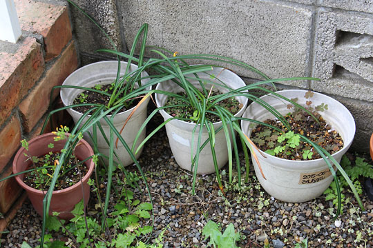 f:id:takahikonojima:20160430170643j:plain