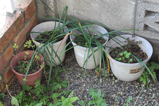 f:id:takahikonojima:20160430170701j:plain