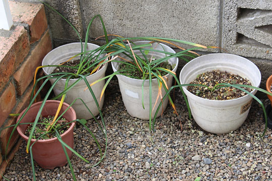 f:id:takahikonojima:20160506213242j:plain