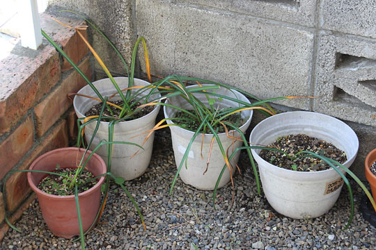 f:id:takahikonojima:20160506213310j:plain