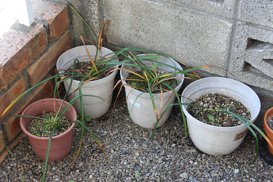 f:id:takahikonojima:20160512141318j:plain