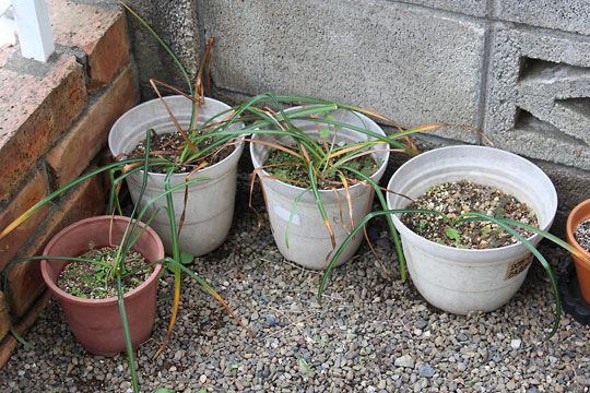 f:id:takahikonojima:20160512141330j:plain