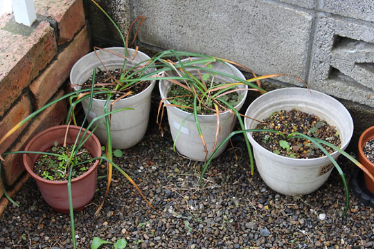 f:id:takahikonojima:20160512141346j:plain