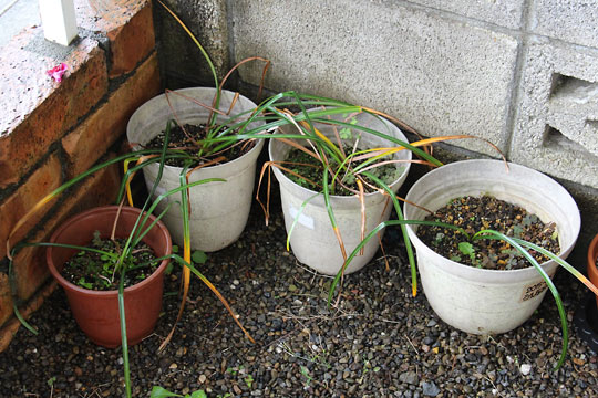 f:id:takahikonojima:20160512141356j:plain