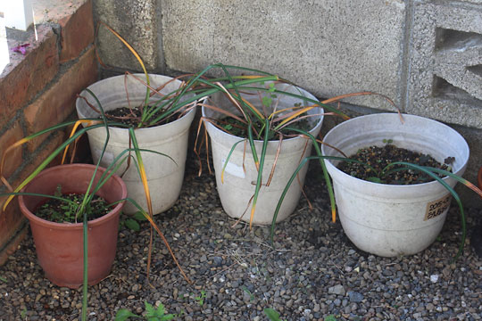 f:id:takahikonojima:20160512141405j:plain