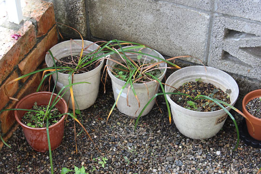 f:id:takahikonojima:20160514124323j:plain