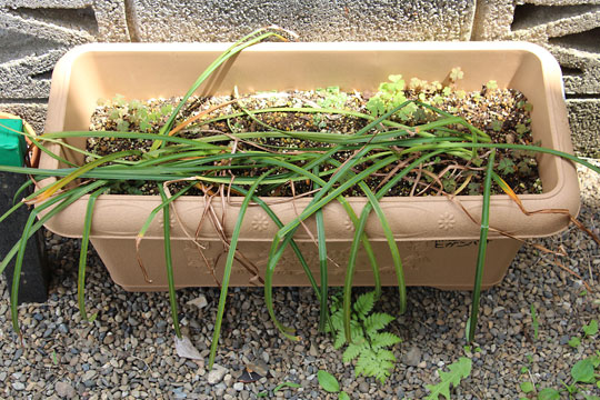 f:id:takahikonojima:20160514124340j:plain