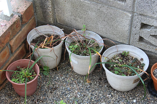 f:id:takahikonojima:20160529075639j:plain