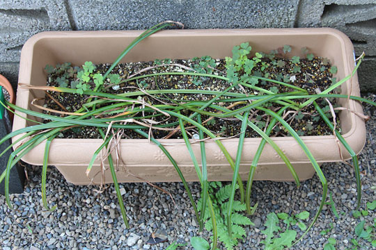 f:id:takahikonojima:20160529075644j:plain