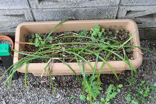 f:id:takahikonojima:20160529075652j:plain