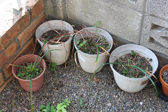 f:id:takahikonojima:20160529075657j:plain