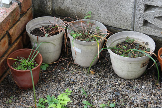 f:id:takahikonojima:20160529075706j:plain