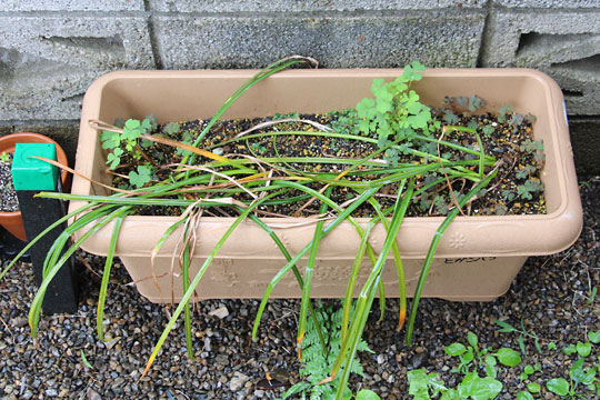 f:id:takahikonojima:20160529075734j:plain