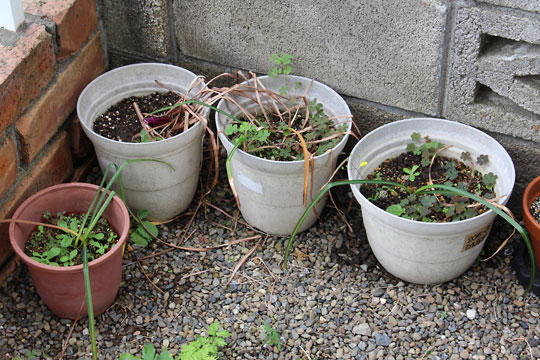 f:id:takahikonojima:20160529075740j:plain